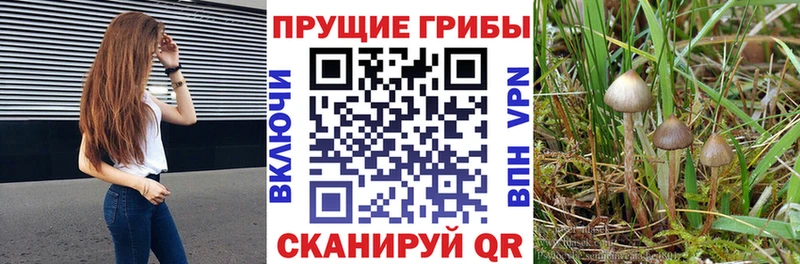 Галлюциногенные грибы Psilocybe Нахабино